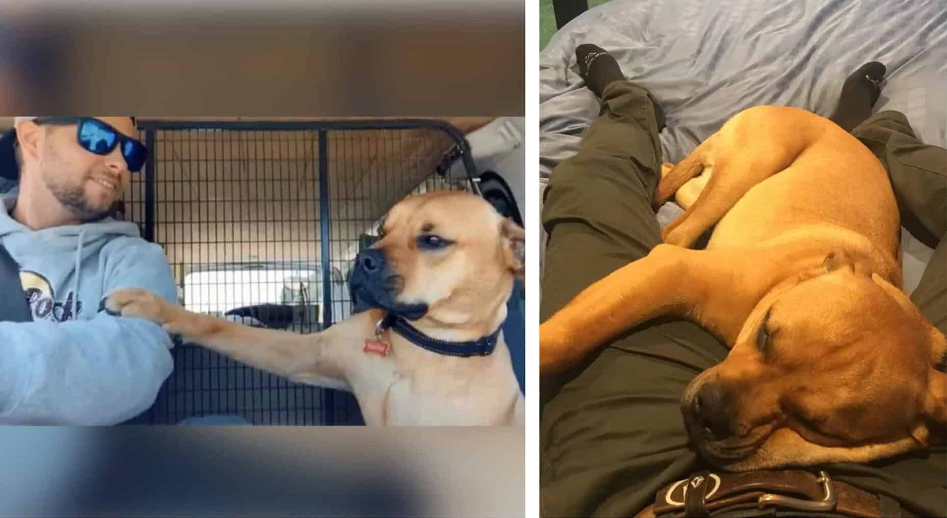 Clinging to Hope: Rescue Dog finds New Dad & Home - UniTopTen